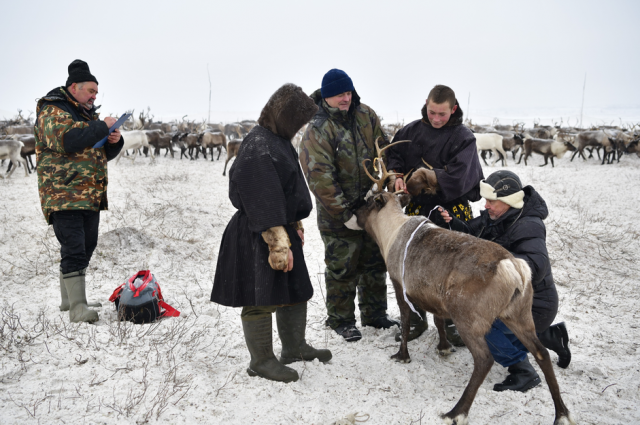 Ученые Ямала восстановят древние технологии обработки шкур северного оленя