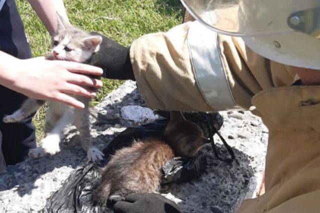 В Ардоне спасатели вытащили двух котят из поглощающей ямы глубиной 7 метров