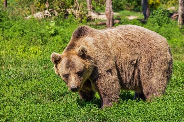 Медведь считается самым опасным животным.