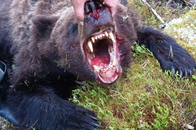 При выслеживании медведь пытался сам преследовать госинспекторов и попытался напасть на одного из них. 