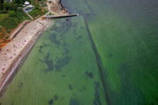 В Одессе возле берегов «позеленело» море: причина