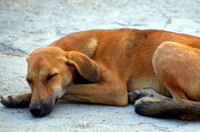 133 собаки умерли в пермском приюте.