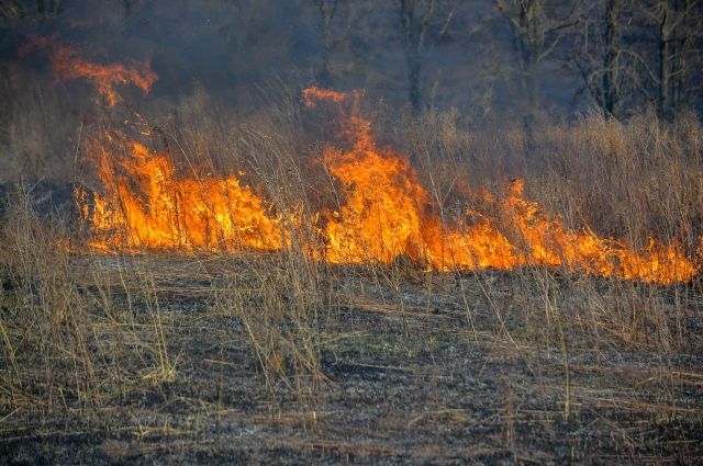 Лесной пожар обнаружили в Смоленском районе