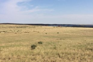 Сухая трава загорелась неподалеку от поселка Комарово.