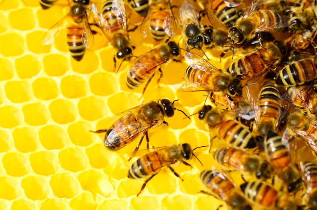 В одном из районов Краснодарского края произошла массовая гибель пчел