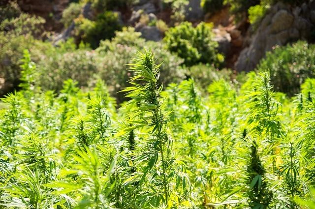 Житель Самарской области хранил 170 грамм марихуаны