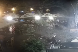 В Ужгороде на посетителей кафе упало дерево