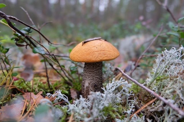 Леса в Новосибирске могут остаться без грибов из-за дождей