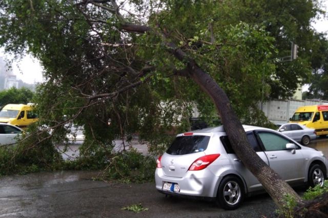 С дорог Псковской области убрали более 600 поваленных деревьев