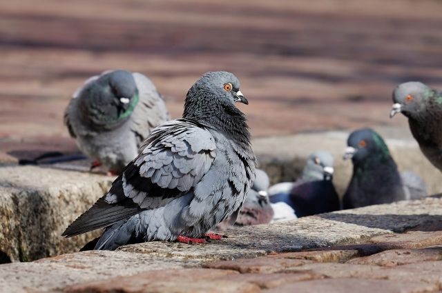 Массовую гибель молодых голубей заметили в Новосибирске