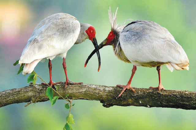 Красноногий ибис, которого также называют «жемчужиной Востока», является одним из древнейших видов птиц в мире. 