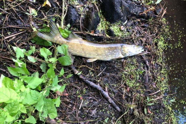 В реке Снагость Курской области массово погибла рыба
