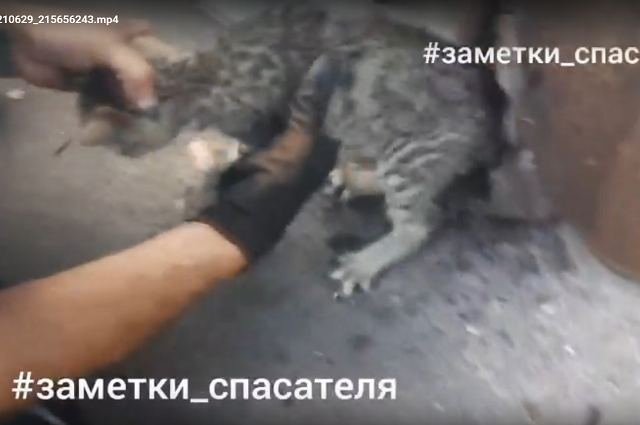 В Коврове спасатели вытащили котенка, застрявшего в хозяйственной постройке