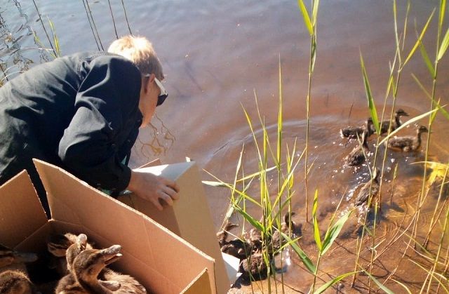 В Муроме малолетние вандалы уничтожили два утиных домика на берегу пруда