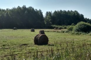 1 июля: праздник, лунный день, календарь стрижек, что нельзя делать