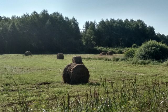 1 июля: праздник, лунный день, календарь стрижек, что ...