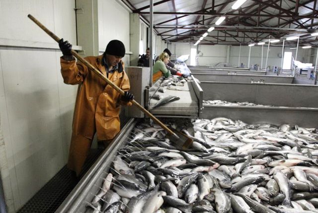 На Камчатке с начала «красной путины» выловили 4,7 тысячи тонны лосося