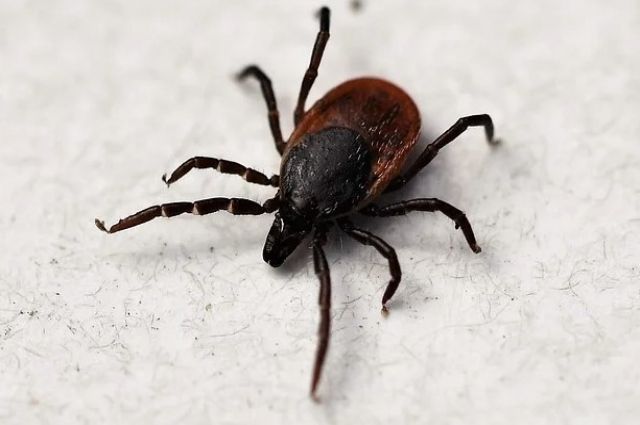 Почти 30 процентов укушенных привозят паукообразных из леса