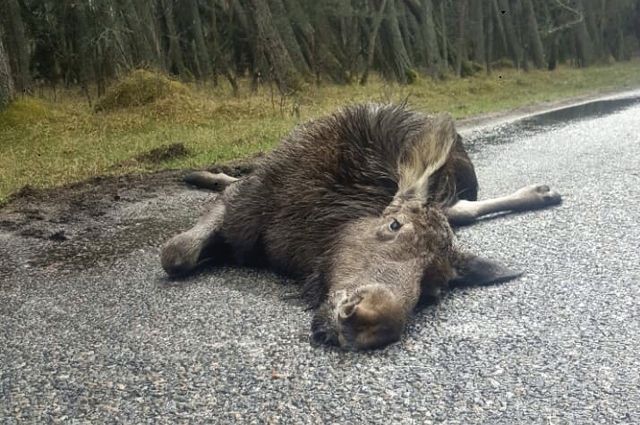 Во Владимирской области за убийство лося браконьеру грозит 5 лет колонии