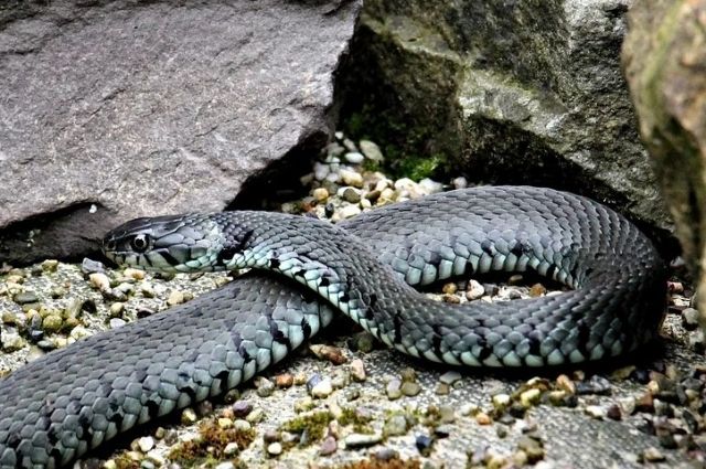 В красноярском национальном парке «Столбы» появились змеи