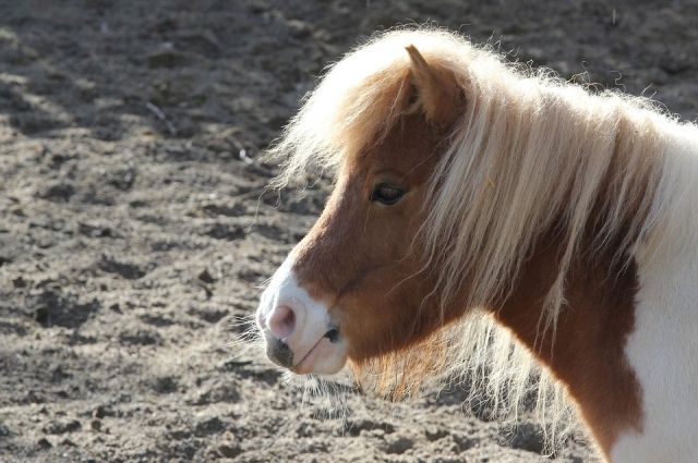 Владельцы фермы под Новосибирском выставили на продажу пони из-за COVID-19