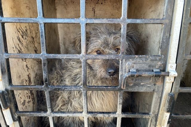В Новосибирске пожаловались на гибель отловленных собак от наркоза
