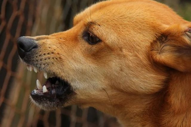 В Оренбурге свора собак нападала на общественника.