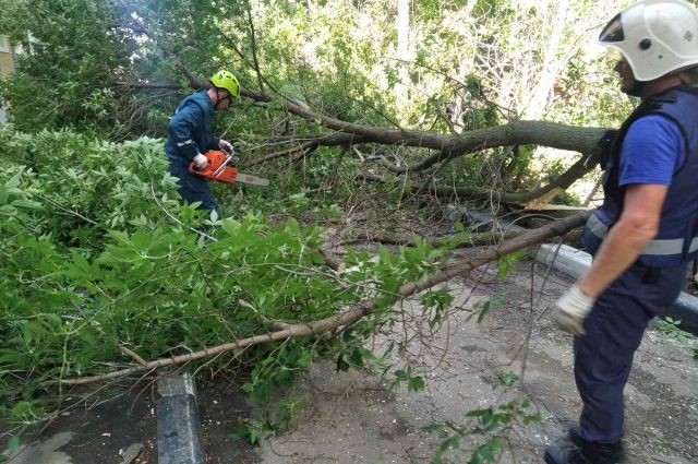 Около сотни аварийных деревьев снесут в Ульяновске за неделю