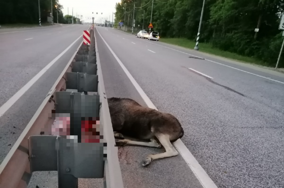 На видео попал автомобиль, сбивающий лося на дороге в Тверской области 18+  | АиФ Тверь