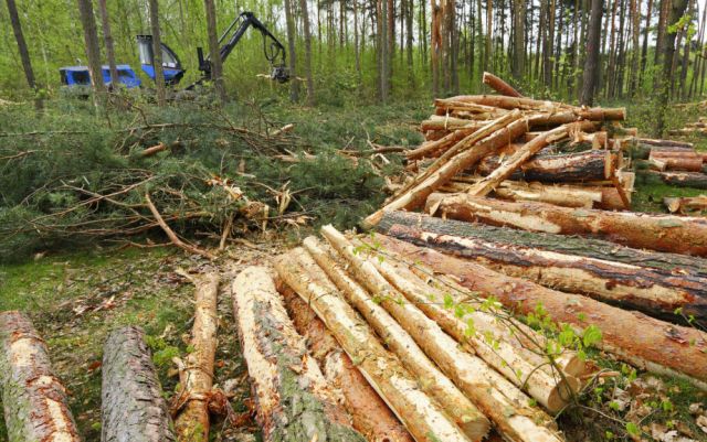 В Хабаровском крае усилят борьбу с незаконными рубками леса