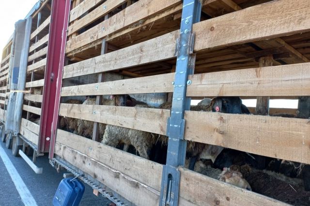 В Киргизию хотели вывезти 693 головы мелкого рогатого скота без ветеринарных документов.