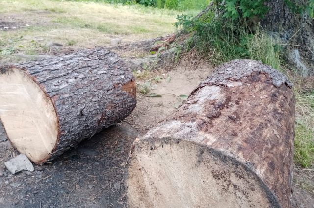 В Курске за неделю спилили 60 аварийных деревьев