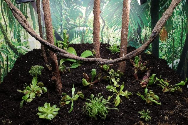 Более 30 хищных растений высадили в тульском Экзотариуме