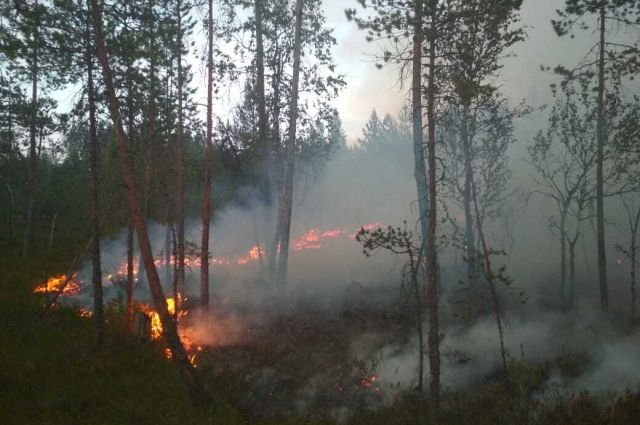 В Псковской области сгорело 45 гектаров леса