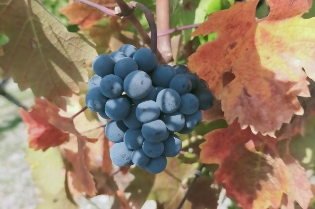 На Ставрополье впервые начинается аудит винодельческих хозяйств
