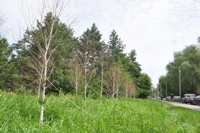 В Новомосковске удалят сухие деревья, а взамен высадят молодые саженцы