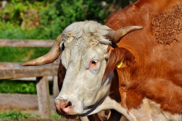 Мертвого пастуха нашли на пастбище коров в Ростовской области