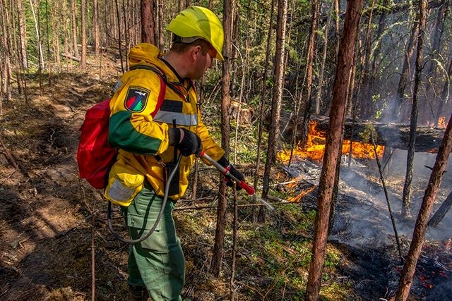 В Тольятти объявили режим ЧС из-за лесного пожара