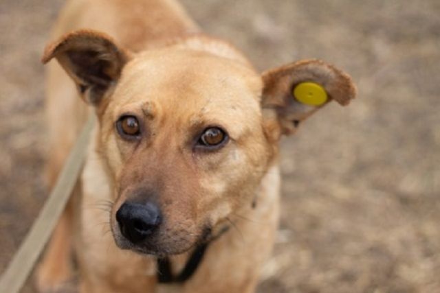 Мэрия Ставрополя заверяет, что чипированные собаки безопасны