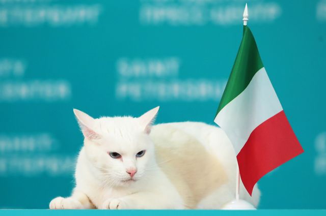 Эрмитажный кот-оракул Ахилл, предсказавший победу сборной Италии.