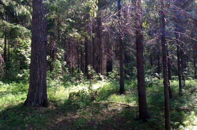 В багажнике брошенной машины в лесу найдено тело пропавшего ижевчанина