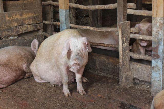 Баданина: Ни один кусочек мяса от заражённых АЧС свиней в магазины не попал