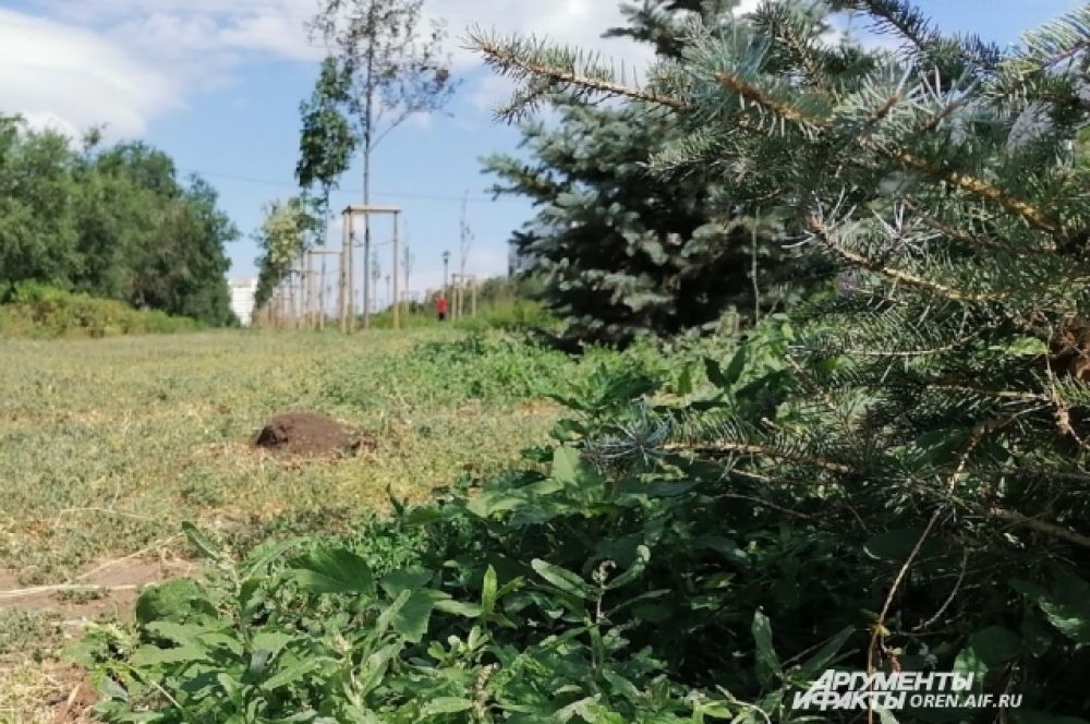 Не дождался благоустройства сквер Лебедева и Сираева, где 17 тыс. кв. метров должны были засеять газоном.