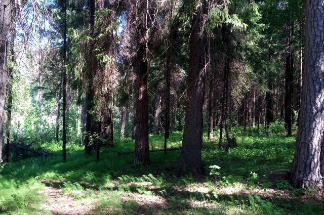 В Тюмени продолжается уборка лесных массивов