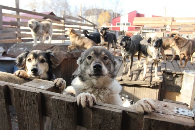 В Прикамье нашли нарушения в деятельности приютов для животных