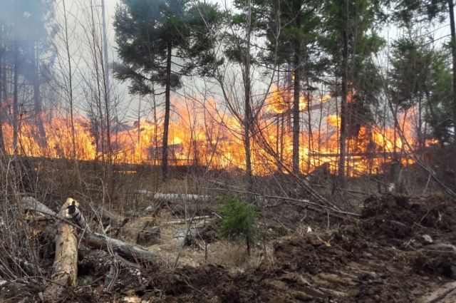 В Краснокамске ввели режим ЧС, площадь лесного пожара увеличилась