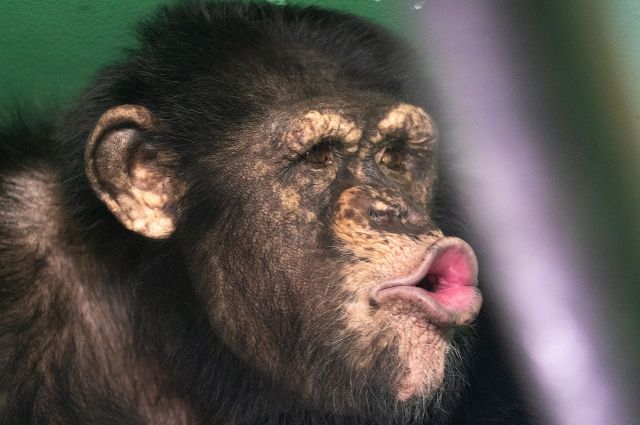 Шимпанзе любят строить смешные мордочки.