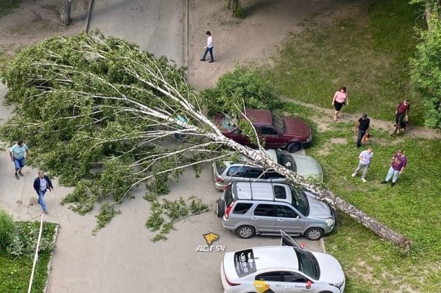Два дерева упали на припаркованные машины в центре Новосибирска