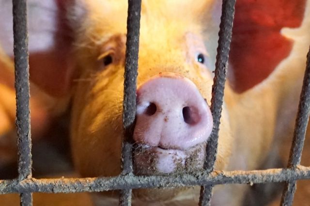 Режим ЧС из-за африканской чумы свиней введён в Псковской области