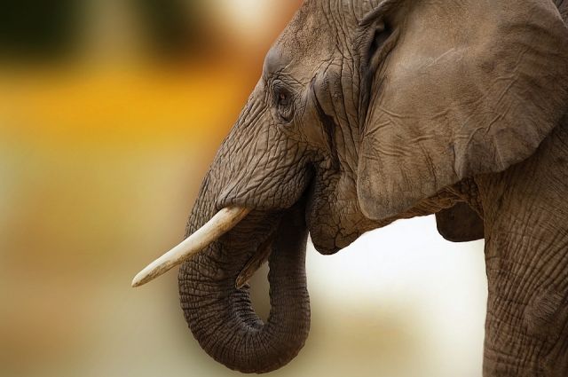 В Тамбове цирковые слоны гуляли прямо по улице среди прохожих